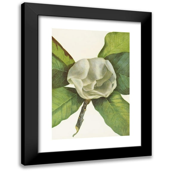Mary Vaux Walcott 11x14 Black Modern Framed Museum Art Print Titled - Southern Magnolia (Flower). (Magnolia Grandiflora) (1925)