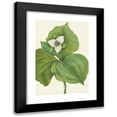thumbnail image 1 of Mary Vaux Walcott 11x14 Black Modern Framed Museum Art Print Titled - Wax Trillium. Trillium Album (1925), 1 of 5