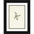 thumbnail image 1 of Mary Vaux Walcott 11x14 Black Ornate Wood Framed Double Matted Museum Art Print Titled: Alpine Pointvetch (Flower). Oxytropis Podocarpa (1925), 1 of 5