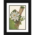 thumbnail image 1 of Mary Vaux Walcott 11x14 Black Ornate Wood Framed Double Matted Museum Art Print Titled: American Waterlily. Castalia Odorata (1925), 1 of 5