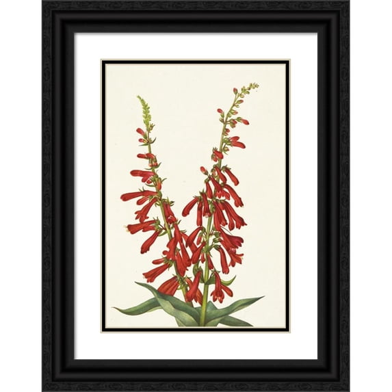 Mary Vaux Walcott 11x14 Black Ornate Wood Framed Double Matted Museum Art Print Titled: Fire Pentstemon. Pentstemon Eatonii (1925)