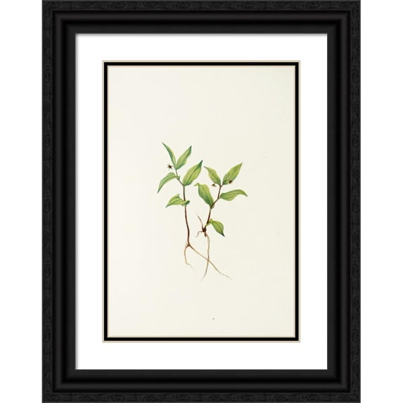 Mary Vaux Walcott 11x14 Black Ornate Wood Framed Double Matted Museum Art Print Titled: Kruhsea (Flower). (Kruhsea Streptopoides) (1925)