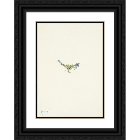 Mary Vaux Walcott 11x14 Black Ornate Wood Framed Double Matted Museum Art Print Titled: Moss Gentian. Gentiana (1925)