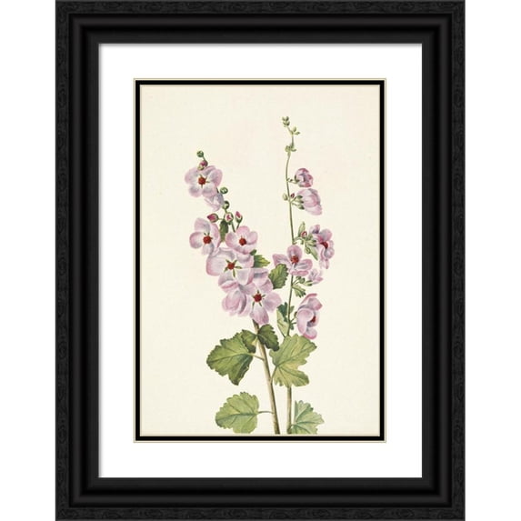 Mary Vaux Walcott 11x14 Black Ornate Wood Framed Double Matted Museum Art Print Titled: Orange-Eye Globemallow. Sphaeralcea Davidsonii (1925)
