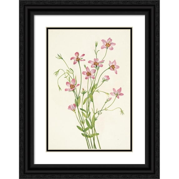 Mary Vaux Walcott 11x14 Black Ornate Wood Framed Double Matted Museum Art Print Titled: Saltmarsh Rosegentian. Sabbatia Stellaris (1925)