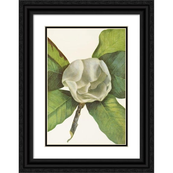 Mary Vaux Walcott 11x14 Black Ornate Wood Framed Double Matted Museum Art Print Titled: Southern Magnolia (Flower). (Magnolia Grandiflora) (1925)