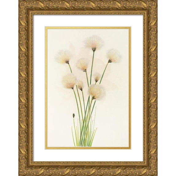 Mary Vaux Walcott 11x14 Gold Ornate Wood Frame and Double Matted Museum Art Print Titled - Cottongrass. (Eriophorum Chamissonis) (1925)