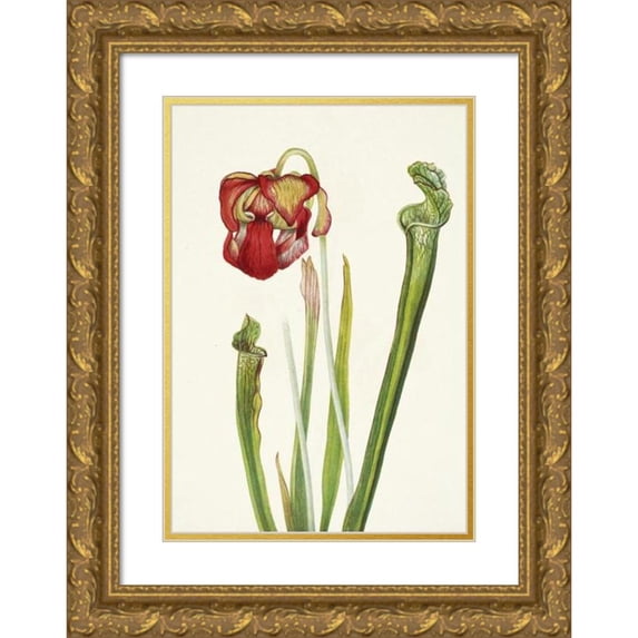 Mary Vaux Walcott 11x14 Gold Ornate Wood Frame and Double Matted Museum Art Print Titled - Drummond Pitcherplant. Sarracenia Drummondii (1925)