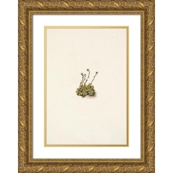 Mary Vaux Walcott 11x14 Gold Ornate Wood Frame and Double Matted Museum Art Print Titled - Tufted Saxifrage. Saxifraga Tufted (1925)