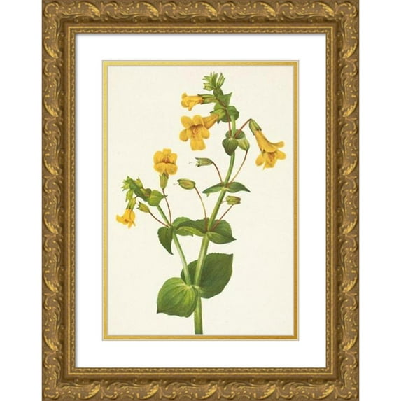 Mary Vaux Walcott 11x14 Gold Ornate Wood Frame and Double Matted Museum Art Print Titled - Western Monkeyflower. Mimulus Guttatus (1925)