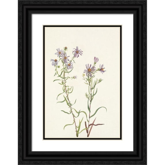 Mary Vaux Walcott 13x18 Black Ornate Wood Framed Double Matted Museum Art Print Titled - Prairie Aster. Aster Campestris (1925)
