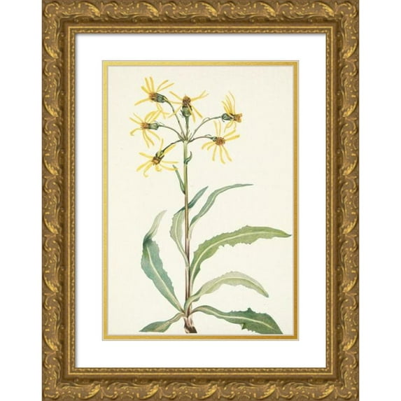 Mary Vaux Walcott 13x18 Gold Ornate Wood Frame and Double Matted Museum Art Print Titled - Mourning Groundsel. Senecio Lugens (1925)