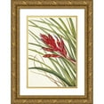 thumbnail image 1 of Mary Vaux Walcott 13x18 Gold Ornate Wood Frame and Double Matted Museum Art Print Titled - Quill-Leaf Tillandsia. Pillandsia Fascata (1955), 1 of 4