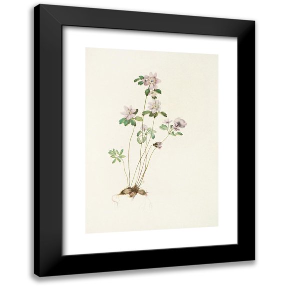 Mary Vaux Walcott 14x18 Black Modern Framed Museum Art Print Titled - Anemonella. (Syndesmon Thalictroides) (1925)
