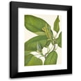 thumbnail image 1 of Mary Vaux Walcott 14x18 Black Modern Framed Museum Art Print Titled - Cucumbertree. Magnolia Acuminata (1925), 1 of 5