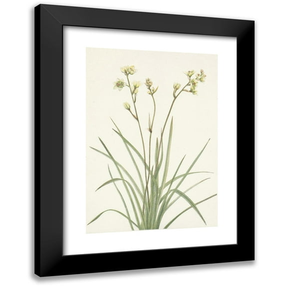 Mary Vaux Walcott 14x18 Black Modern Framed Museum Art Print Titled - Deathcamas. Zygadenus Elegans (1925)