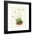 thumbnail image 1 of Mary Vaux Walcott 14x18 Black Modern Framed Museum Art Print Titled - Fringed Parnassia. Parnassia Fimbriata (1925), 1 of 5