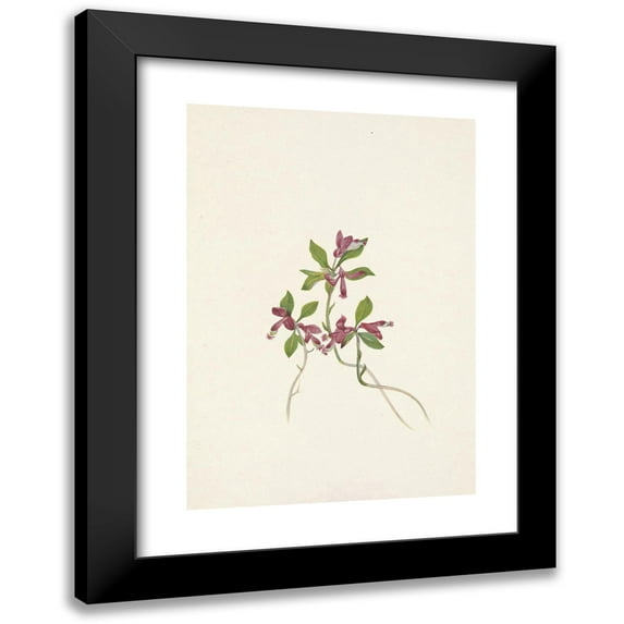 Mary Vaux Walcott 14x18 Black Modern Framed Museum Art Print Titled - Fringed Polygala. Polygala Paucifolia (1925)