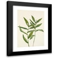thumbnail image 1 of Mary Vaux Walcott 14x18 Black Modern Framed Museum Art Print Titled - Star Solomonplume. Vagnera Starrata (1925), 1 of 5