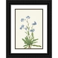 thumbnail image 1 of Mary Vaux Walcott 14x18 Black Ornate Wood Framed Double Matted Museum Art Print Titled - Alpine Forget-Me-Not. Myosotis Alpestris (1925), 1 of 5