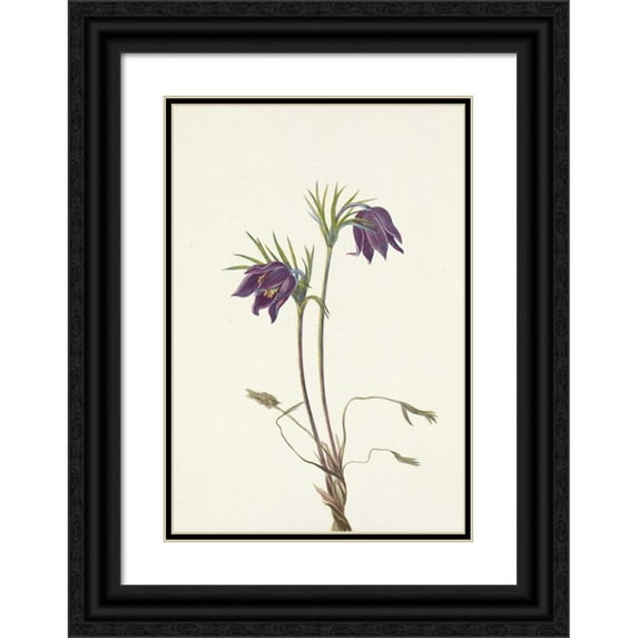 Mary Vaux Walcott 14x18 Black Ornate Wood Framed Double Matted Museum Art Print Titled - American Pasqueflower (Flower). Ludoviciana Church (1955)