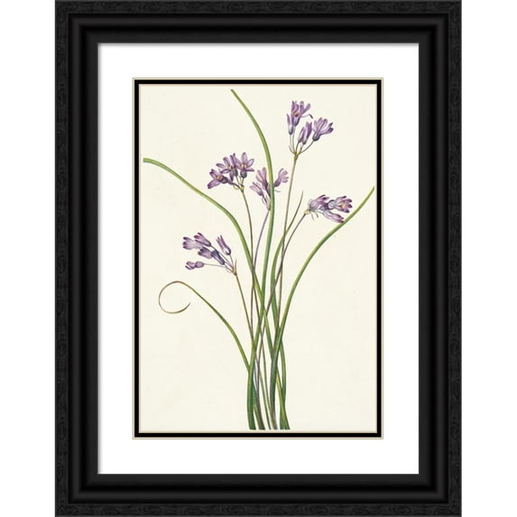 Mary Vaux Walcott 14x18 Black Ornate Wood Framed Double Matted Museum Art Print Titled - Clusterlily. Hookera Pauciflora (1925)