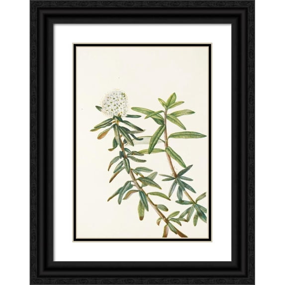 Mary Vaux Walcott 14x18 Black Ornate Wood Framed Double Matted Museum Art Print Titled - Labrador-Tea. (Ledum Groenlandicum) (1925)