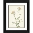 thumbnail image 1 of Mary Vaux Walcott 14x18 Black Ornate Wood Framed Double Matted Museum Art Print Titled - Pearl Everlasting. Anaphalis Margaritacea (1925), 1 of 5