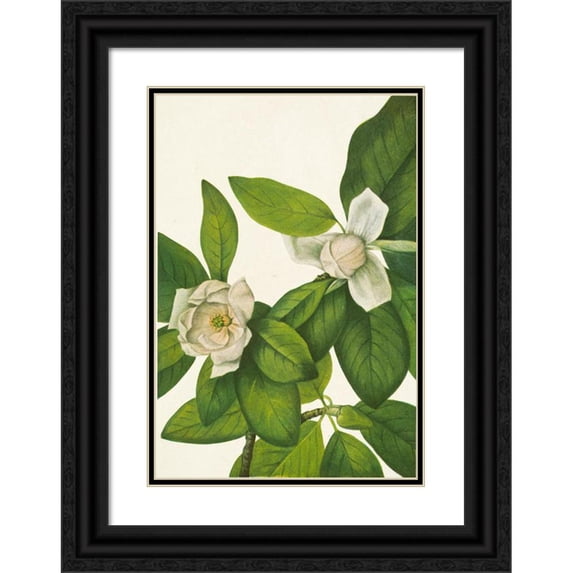 Mary Vaux Walcott 14x18 Black Ornate Wood Framed Double Matted Museum Art Print Titled - Sweetbay. Magnolia Virginiana (1925)