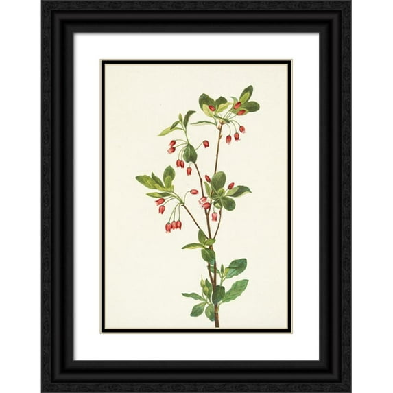 Mary Vaux Walcott 14x18 Black Ornate Wood Framed Double Matted Museum Art Print Titled - Western Menziesia. Mendesia Glabella (1925)