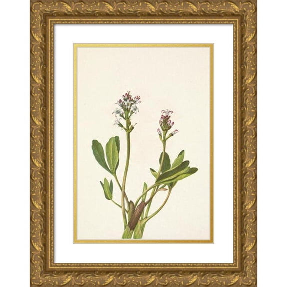 Mary Vaux Walcott 14x18 Gold Ornate Wood Frame and Double Matted Museum Art Print Titled - Bogbean. Menyanthes Trifoliata (1925)