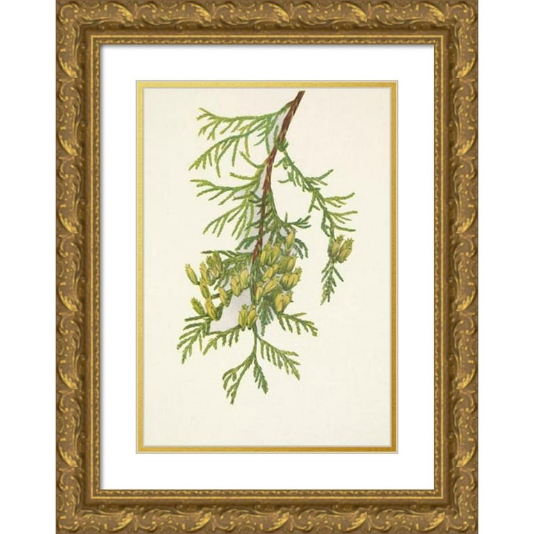 Mary Vaux Walcott 14x18 Gold Ornate Wood Frame and Double Matted Museum Art  Print Titled - Giant Arborvitae. Thuja Plicata (1925) - Walmart.com