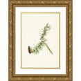 thumbnail image 1 of Mary Vaux Walcott 14x18 Gold Ornate Wood Frame and Double Matted Museum Art Print Titled - Lyall Larch. Larix Lyallii (1925), 1 of 4
