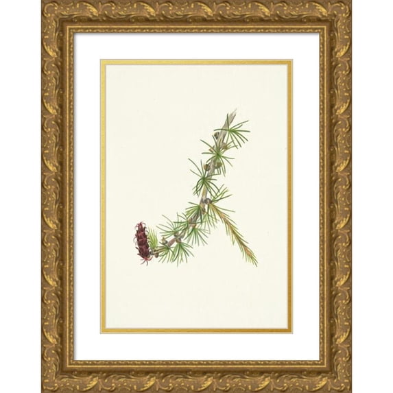 Mary Vaux Walcott 14x18 Gold Ornate Wood Frame and Double Matted Museum Art Print Titled - Lyall Larch. Larix Lyallii (1925)