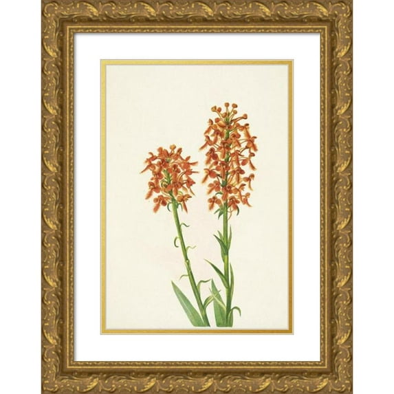 Mary Vaux Walcott 14x18 Gold Ornate Wood Frame and Double Matted Museum Art Print Titled - Yellow Fringorchid. Round Ciliaris (1925)