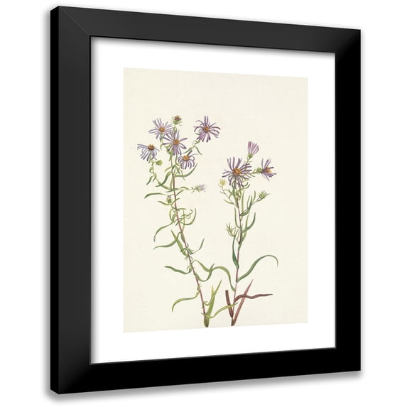 Mary Vaux Walcott 17x24 Black Modern Framed Museum Art Print Titled - Prairie Aster. Aster Campestris (1925)
