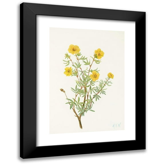 Mary Vaux Walcott 18x24 Black Modern Framed Museum Art Print Titled - Bush Cinquefoil. (Fruit Fruit Potentilia) (1925)