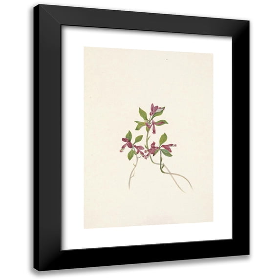 Mary Vaux Walcott 18x24 Black Modern Framed Museum Art Print Titled - Fringed Polygala. Polygala Paucifolia (1925)