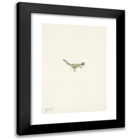 Mary Vaux Walcott 18x24 Black Modern Framed Museum Art Print Titled - Moss Gentian. Gentiana (1925)