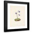 thumbnail image 1 of Mary Vaux Walcott 18x24 Black Modern Framed Museum Art Print Titled - Northern Butterwort. Pinguicula Vulgaris (1925), 1 of 5