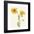 thumbnail image 1 of Mary Vaux Walcott 18x24 Black Modern Framed Museum Art Print Titled - Perennial Gaillardia. Gaillardia Aristata (1925), 1 of 5