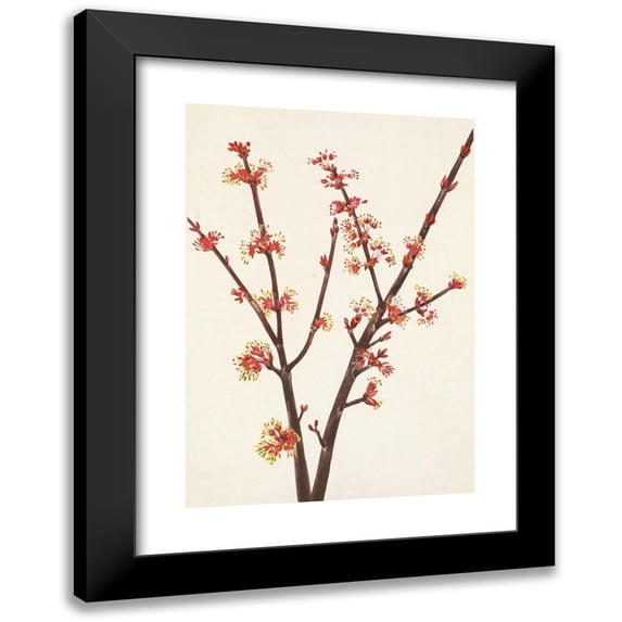 Mary Vaux Walcott 18x24 Black Modern Framed Museum Art Print Titled - Red Maple. Acer Rubrum (1925)