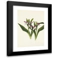 thumbnail image 1 of Mary Vaux Walcott 18x24 Black Modern Framed Museum Art Print Titled - Showy Orchis. Orchis Spectabilis (1925), 1 of 5