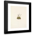 thumbnail image 1 of Mary Vaux Walcott 18x24 Black Modern Framed Museum Art Print Titled - Tufted Saxifrage. Saxifraga Tufted (1925), 1 of 5