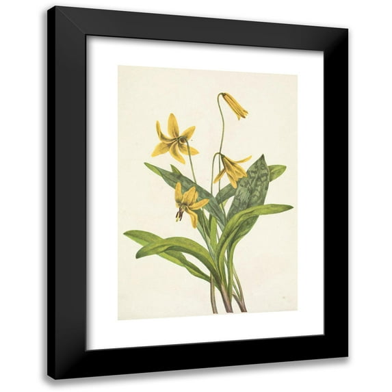 Mary Vaux Walcott 18x24 Black Modern Framed Museum Art Print Titled - Yellow Troutlily. Erythronium Americanum (1925)