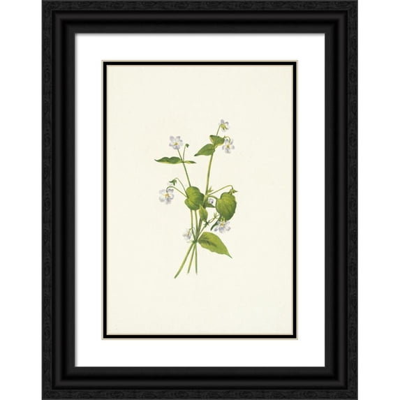 Mary Vaux Walcott 18x24 Black Ornate Framed Double Matted Museum Art Print Titled: Canada Violet. Viola Canadensis (1925)