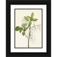 thumbnail image 1 of Mary Vaux Walcott 18x24 Black Ornate Framed Double Matted Museum Art Print Titled: Fringetree. Chionanthus Virginica (1925), 1 of 5