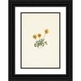 thumbnail image 1 of Mary Vaux Walcott 18x24 Black Ornate Framed Double Matted Museum Art Print Titled: Golden Fleabane. Erigeron Aureus (1925), 1 of 5