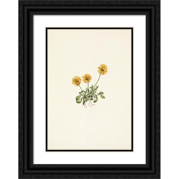 Mary Vaux Walcott 18x24 Black Ornate Framed Double Matted Museum Art Print Titled: Golden Fleabane. Erigeron Aureus (1925)