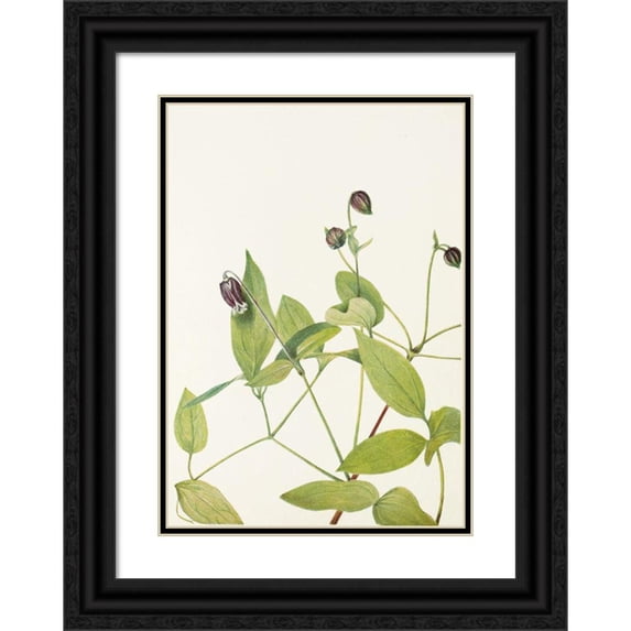 Mary Vaux Walcott 18x24 Black Ornate Framed Double Matted Museum Art Print Titled: Leatherflower. (Clematis Viorna) (1925)